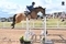 My Boy X ridden by Chloe Templeton Awarded Top Gelding for the Scottish Branch Gents Trophy 2026
